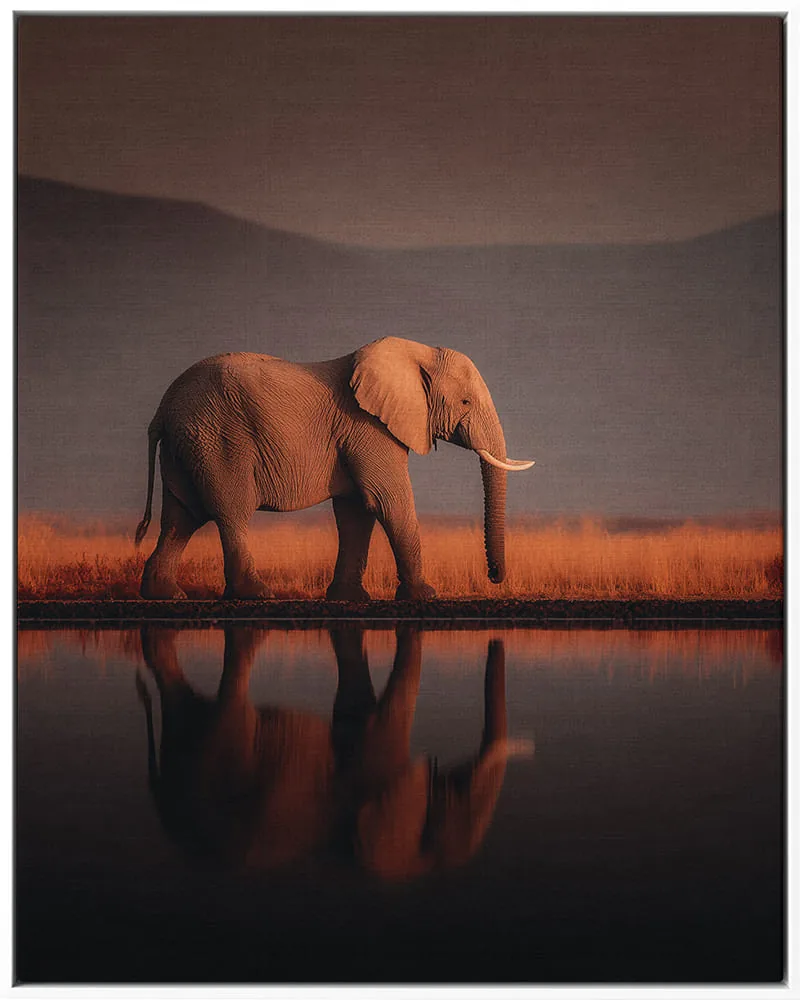 ELEPHANT 0054 — ELEPHANT