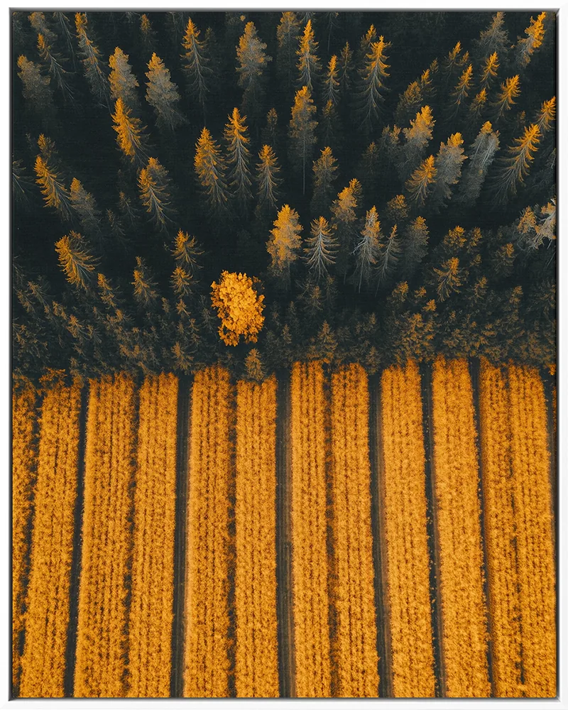 AERIAL 0003 — AERIAL