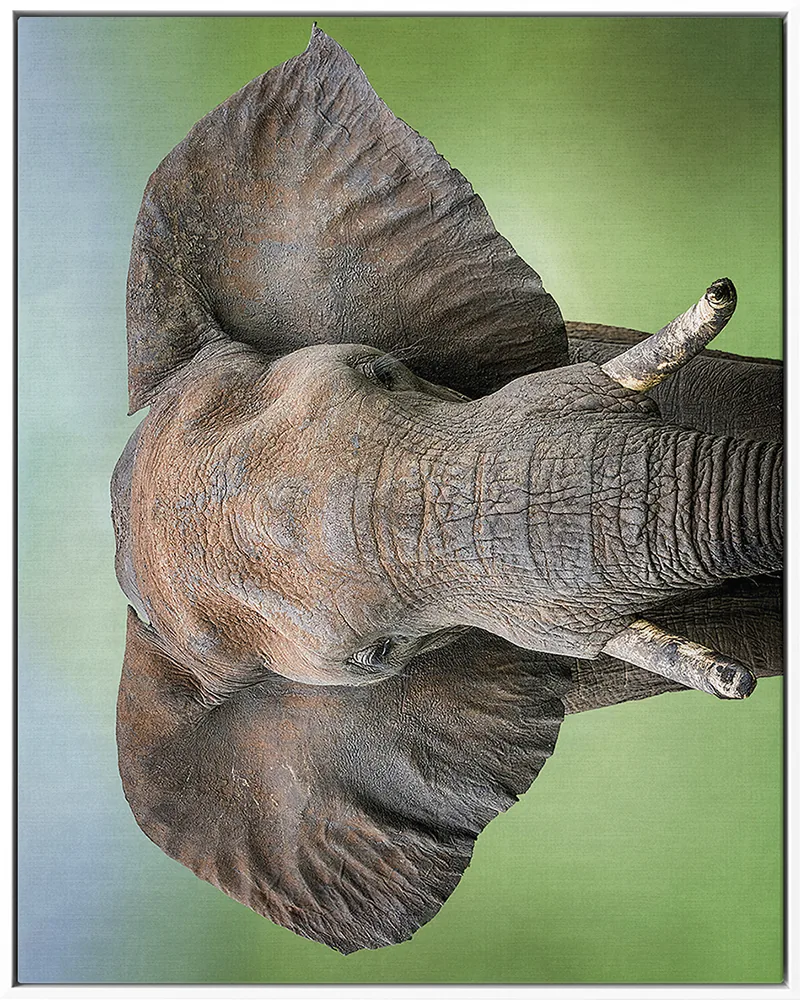 ELEPHANT 0038 — ELEPHANT