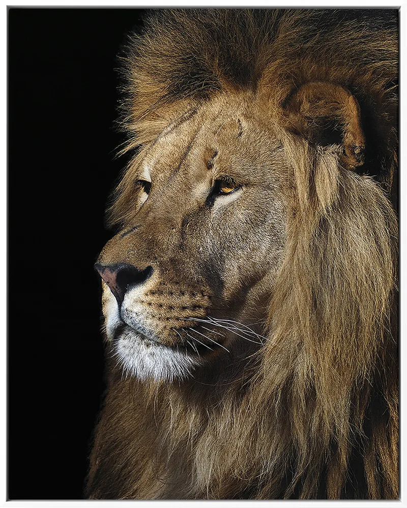 LION 0002 — LION