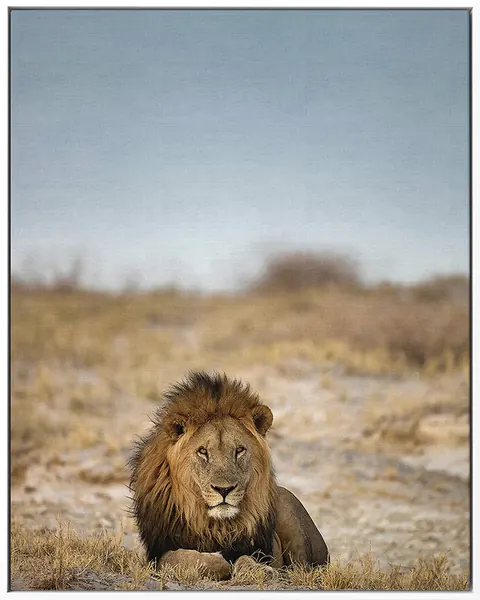 LION 0014 — LION, Pintura