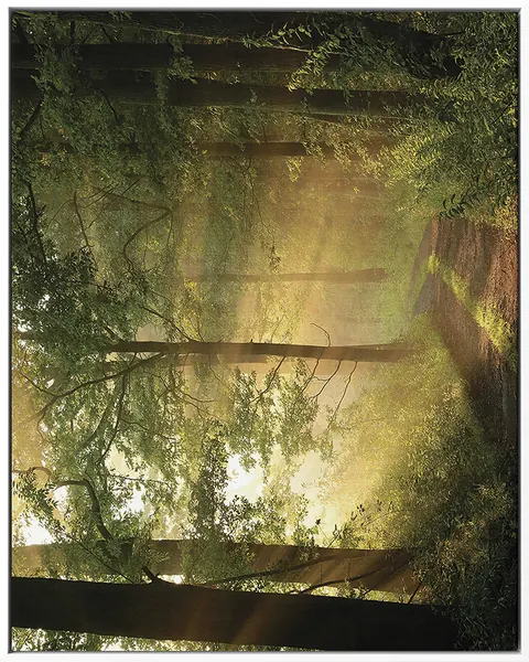 FOREST 0012 — FOREST, Pintura