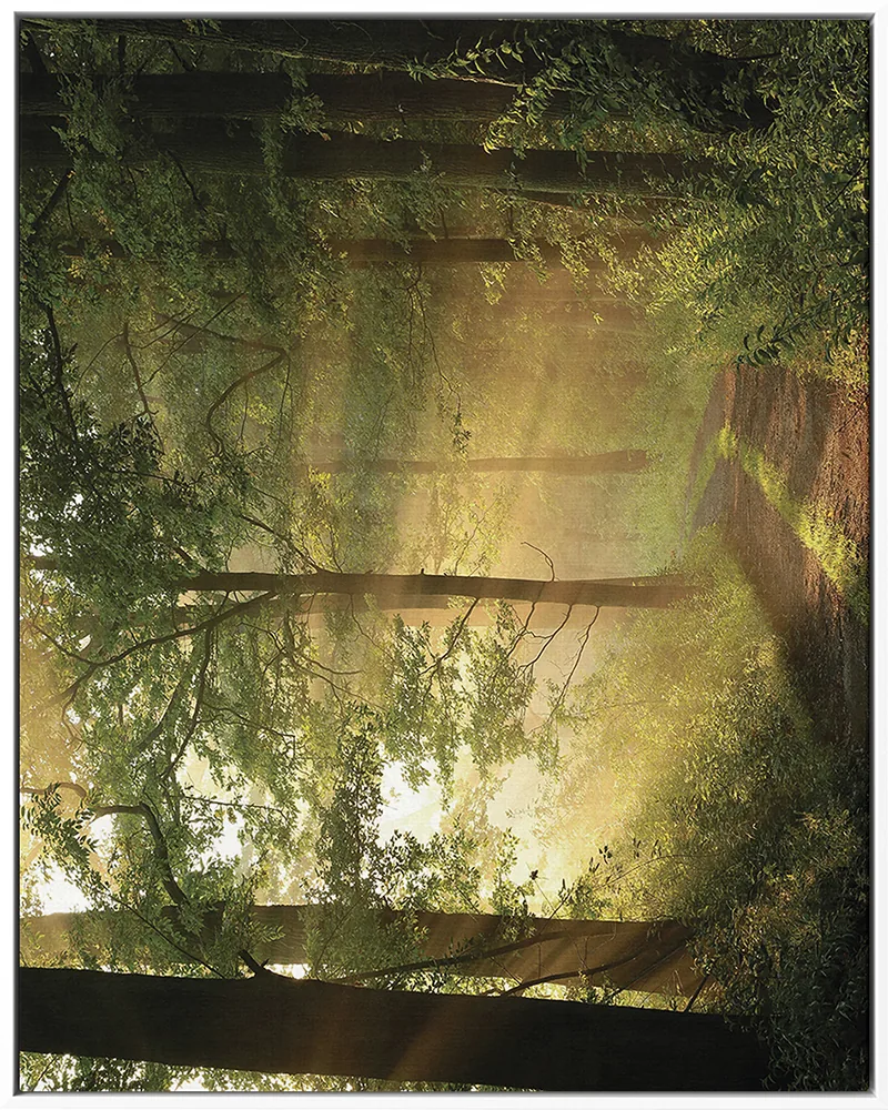 FOREST 0012 — FOREST