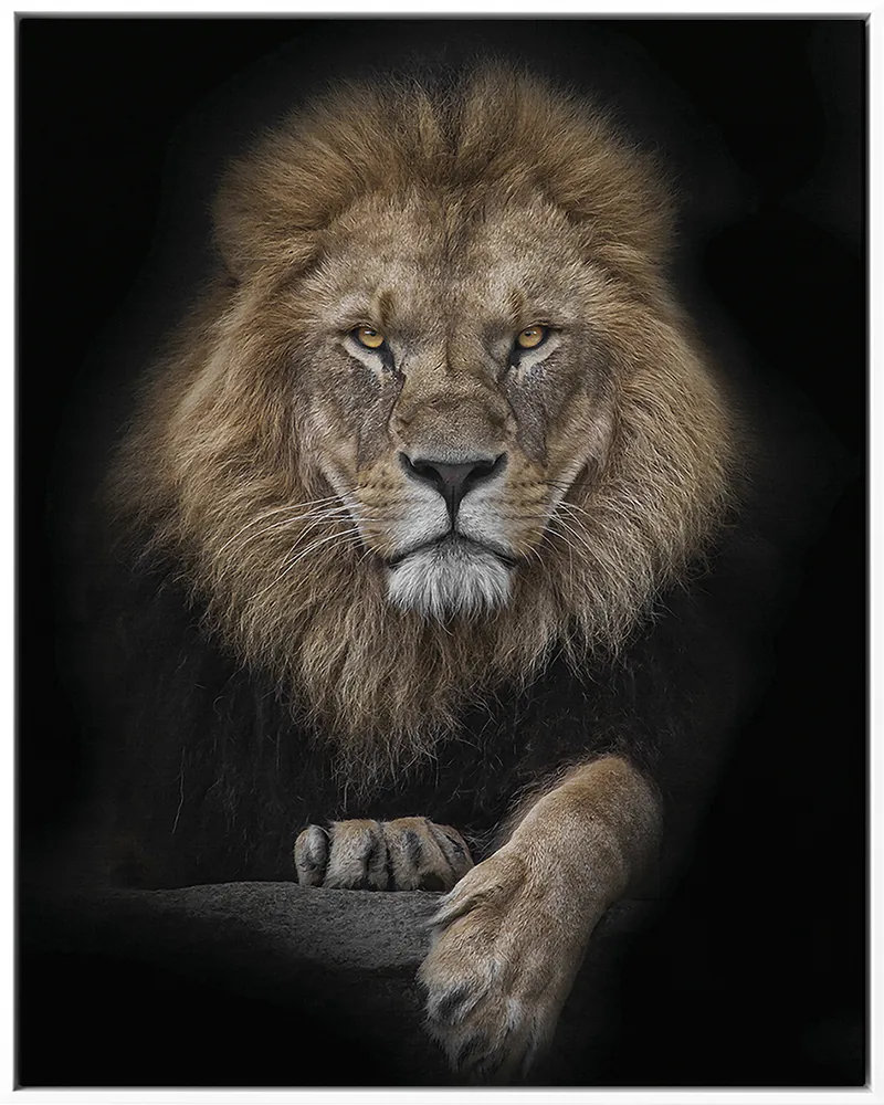 LION 0015 — LION