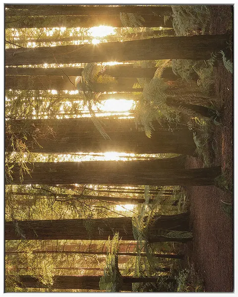 FOREST 0011 — FOREST, Pintura