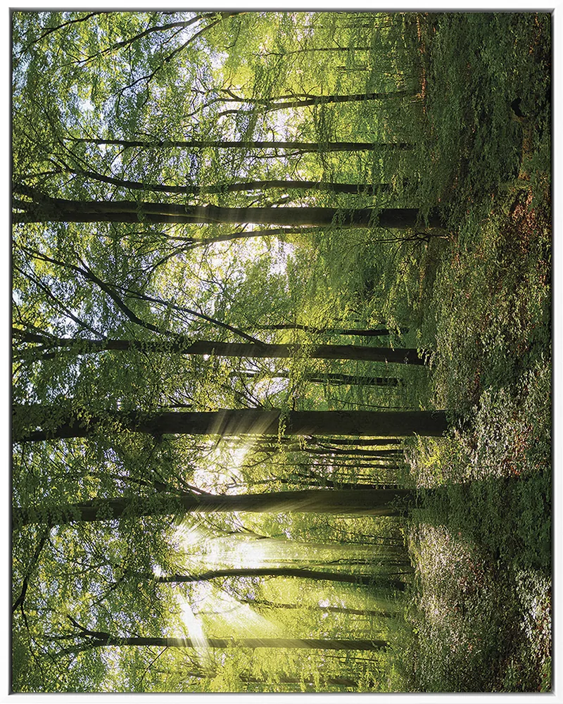 FOREST 0005 — FOREST