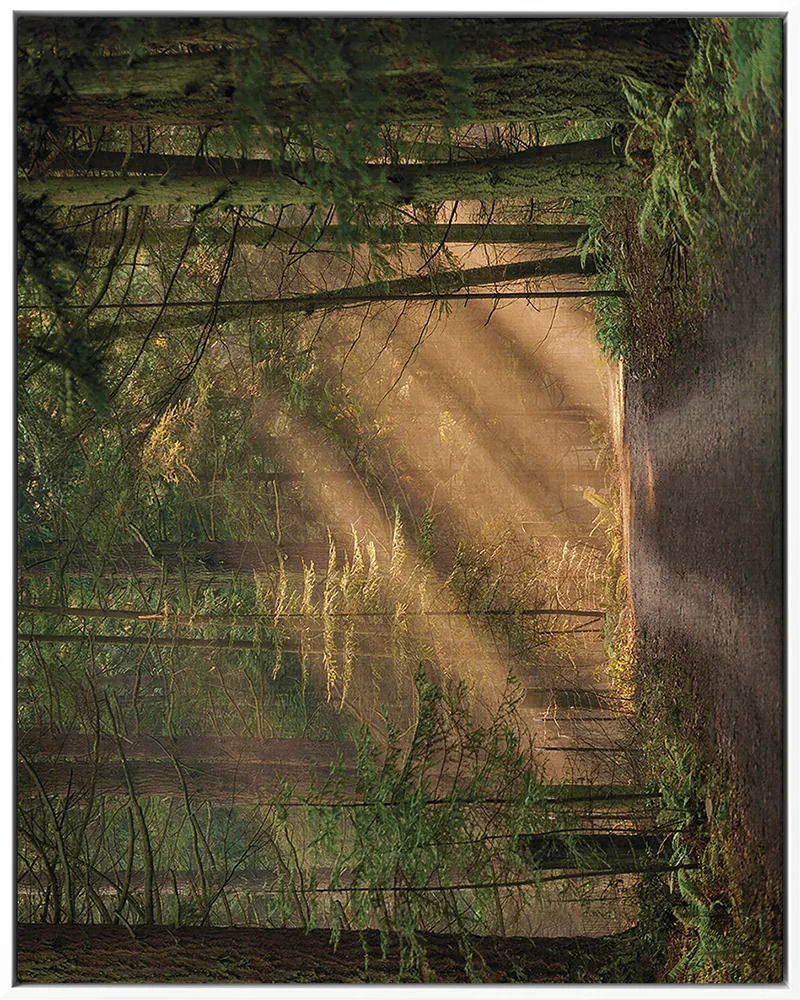 FOREST 0027 — FOREST