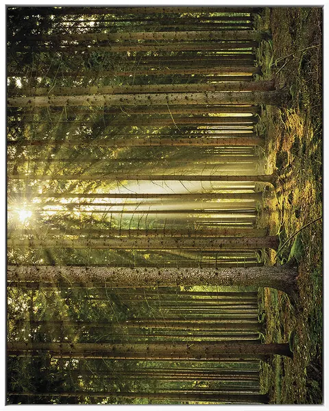 FOREST 0022 — FOREST, Pintura
