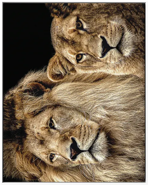 LION 0031 — LION, Pintura