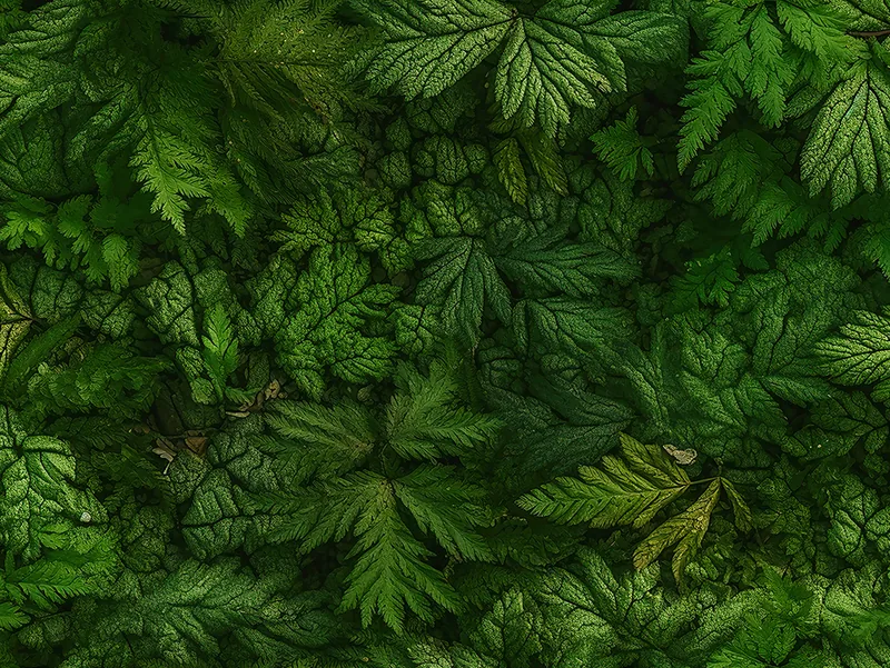 LEAVE 0007 — LEAVES